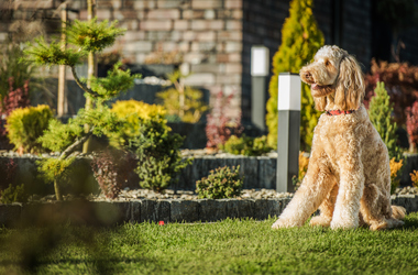 Best Landscaping for Pets